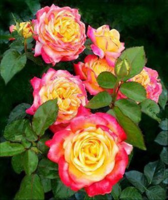 samarthgreen Rose Plant(Hybrid, Pack of 1)