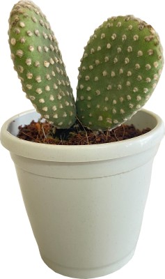 indian gardens Cactus Opuntia Microdasys Plant(Pack of 1)