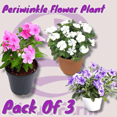 Cloud Farm Sadabahar Plant(Hybrid, Pack of 3)