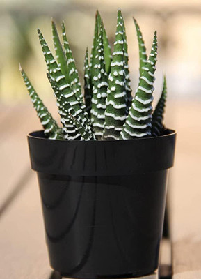 Guruji Plantation Howarthia Zebra Plant(Hybrid, Pack of 1)