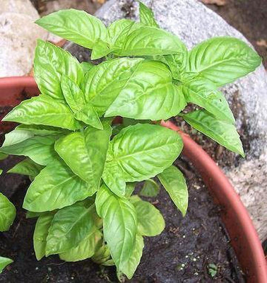 PB EVERGHREEN Basil Plant(Hybrid, Pack of 1)