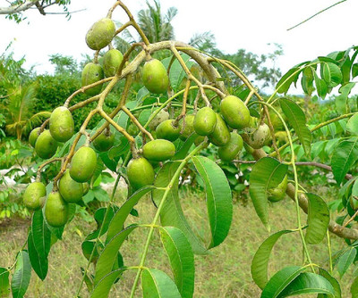 SHREYAGREEN Amra Plant(Hybrid, Pack of 1)