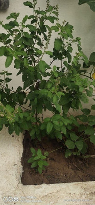 Vijay Sales Tulsi Plant(Hybrid, Pack of 1)
