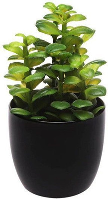 LeaflinksPlants Jade Plant(Hybrid, Pack of 1)