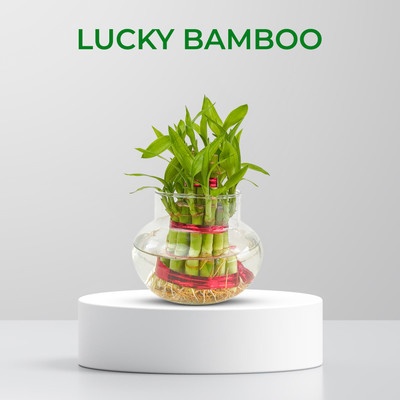 Greenium Bamboo Palm Plant(Hybrid, Pack of 1)