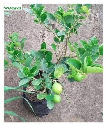 Treeicks Lemon Plant(Hybrid, Pack of 1)