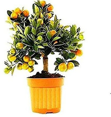 Vijay Sales Orange Plant(Hybrid, Pack of 1)