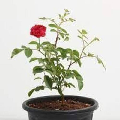 BREEZY BLOOMS Rose Plant(Hybrid, Pack of 1)