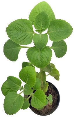 NB Trading Ajwain Plant(Hybrid, Pack of 1)
