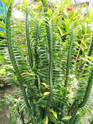 Shree krishna bhander Pedilanthus Plant(Hybrid, Pack of 1)