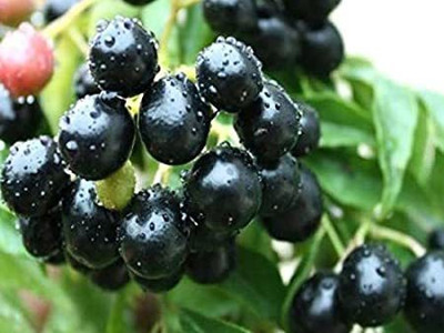 AquinnahGaden Berry Plant(Hybrid, Pack of 1)