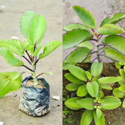 Cloud Farm Bryophyllum Pinnatum/Patharchatta Plant(Hybrid, Pack of 1)