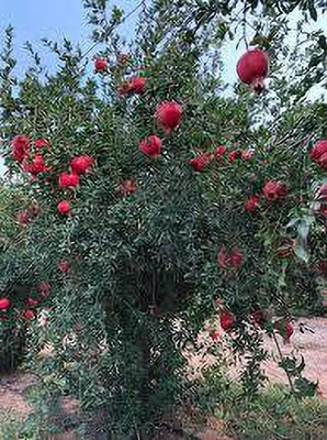 Fulmala Nursery Pomegranate Plant(Hybrid, Pack of 1)