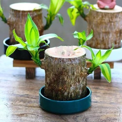 Leafyjoy Brazilian Wood(Pack of 1)