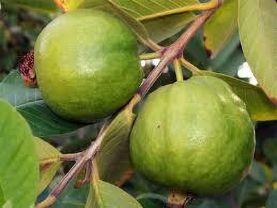 ALOCHUZ Guava Plant(Hybrid, Pack of 1)
