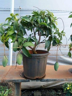 PlantaZee Mango Plant(Hybrid, Pack of 1)