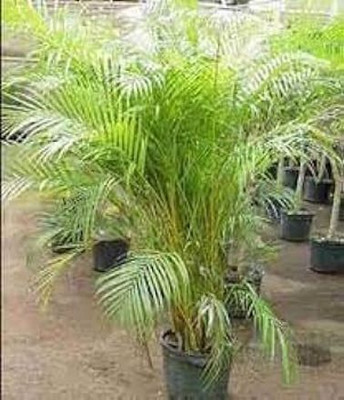 Bakuchi Areca Palm(Hybrid, Pack of 1)