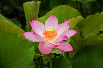 Seedsqlty Lotus seed for planting, high germination (5 seeds) Seed(5 per packet)