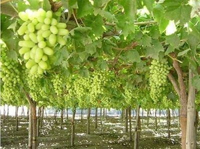 Cloud Farm Grapes Plant(Hybrid, Pack of 1)