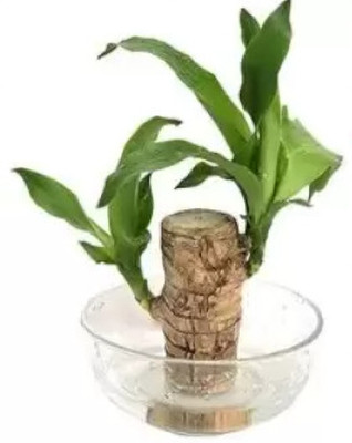 KVY Mini Brazalian wood, Lucky Bean Tree Plant(Pack of 1)
