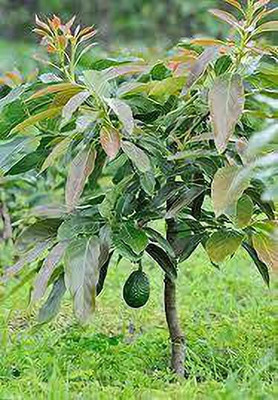 Bakuchi Avocado Plant(Hybrid, Pack of 1)