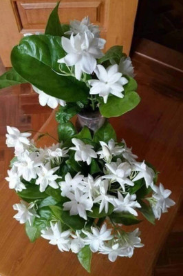 My Dream Nursery Jasmine Plant(Hybrid, Pack of 1)