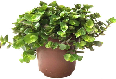 LeafLinkPlants Turtle Vine Plant(Hybrid, Pack of 1)