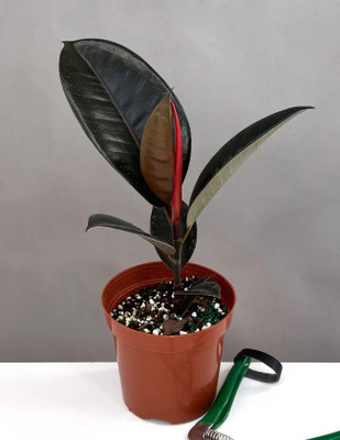 ABEFARIYA Rubber Tree(Hybrid, Pack of 1)