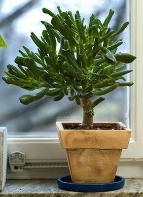 LeafLinkPlants Jade Plant(Hybrid, Pack of 1)