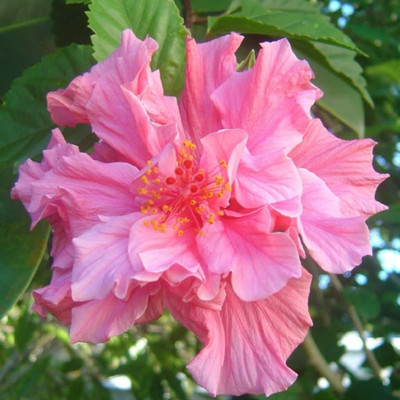 PetalPath Hibiscus Plant(Hybrid, Pack of 1)