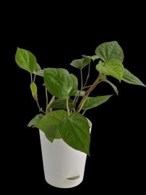 Agacha Betel Leaf Plant(Hybrid, Pack of 1)