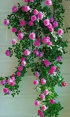 Leafyjoy Rose Plant(Hybrid, Pack of 1)