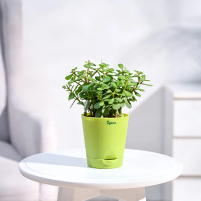 UGAOO Jade Plant(Hybrid, Pack of 1)