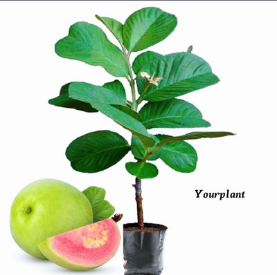 YourPlant Guava Plant(Hybrid, Pack of 1)