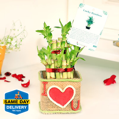 BALA PLANT CREATION Two Layer Bamboo Plant(Pack of 1)
