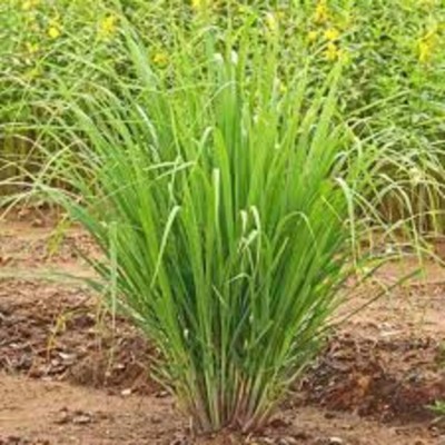 ibains Lemon Grass Plant(Hybrid, Pack of 1)