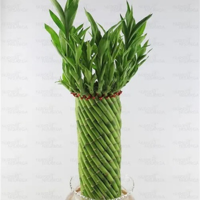 FloraFusion Golden Bamboo Plant, Lucky Bamboo Plant(Hybrid, Pack of 1)