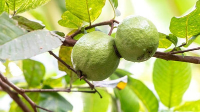 BEWPOLENA Guava Plant(Hybrid, Pack of 1)