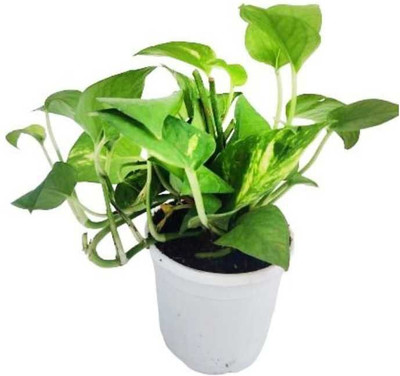 Bakuchi Money Plant(Hybrid, Pack of 1)