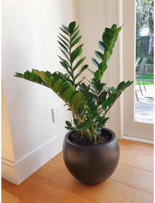 Aquinnah Graden Bougainvillea Plant(Hybrid, Pack of 1)