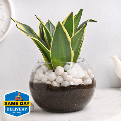 Floweraura Sansevieria Plant(Pack of 1)