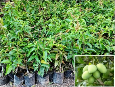 ABC Mango Plant(Hybrid, Pack of 1)