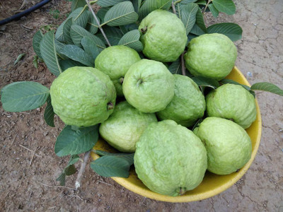 Aywal Gauva Fruit Seed(20 per packet)