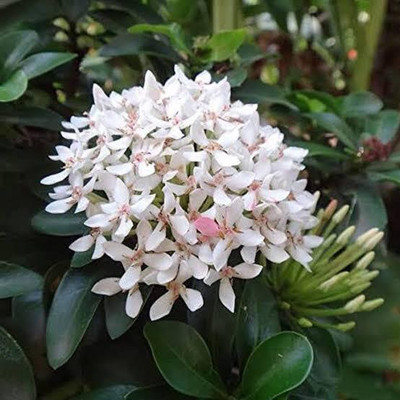 Shree krishna bhander Ixora Plant(Hybrid, Pack of 1)