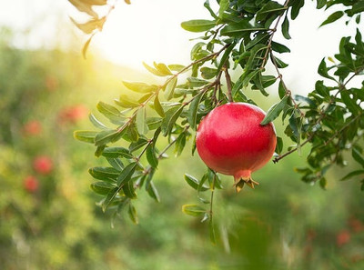 HARIGURU Pomegranate Plant(Hybrid, Pack of 1)