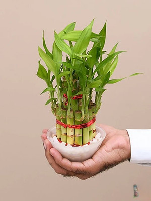 GREENSEA Lucky Bamboo Seed(53 per packet)