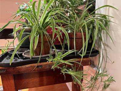 ABEFARIYA Spider Plant(Hybrid, Pack of 1)