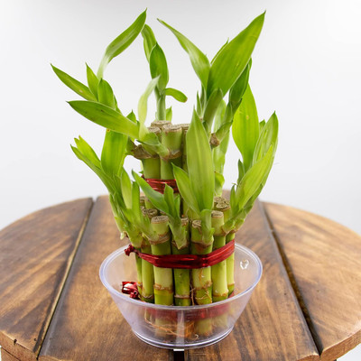 Harshgreen Two Layer Bamboo Plant(Hybrid, Pack of 1)