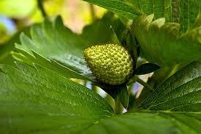 BREEZY BLOOMS Strawberry Plant(Hybrid, Pack of 1)