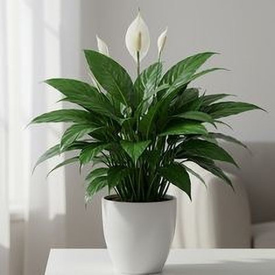 GreenyOn Peace Lily Plant(Hybrid, Pack of 1)